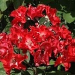 Ла  Росса
